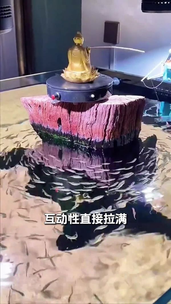 好看又好养,适合新手的 5 大观赏鱼