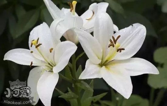 哪些植物对猫咪来说有毒 家里种的花也会成为宠物杀手