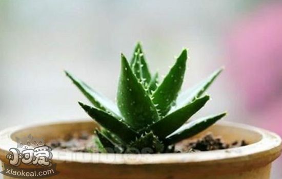 哪些植物对猫咪来说有毒 家里种的花也会成为宠物杀手