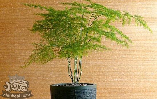 哪些植物对猫咪来说有毒 家里种的花也会成为宠物杀手