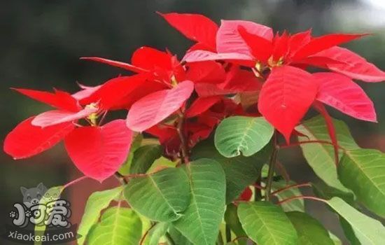哪些植物对猫咪来说有毒 家里种的花也会成为宠物杀手