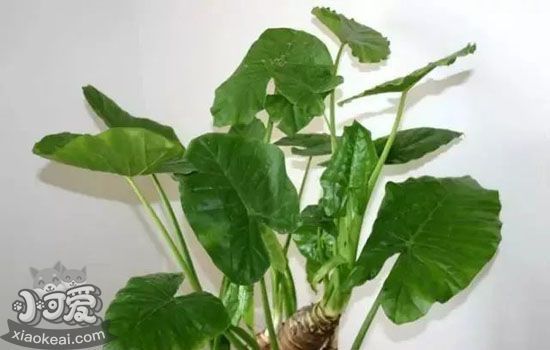 哪些植物对猫咪来说有毒 家里种的花也会成为宠物杀手