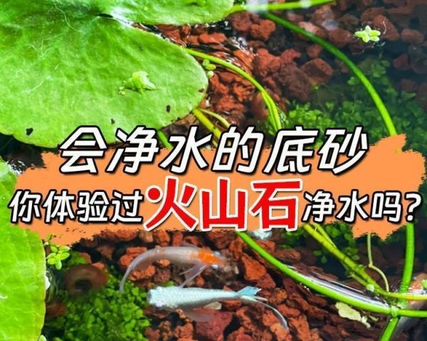 谨慎选择龟类宠物（龟也是可以被淹死的！）