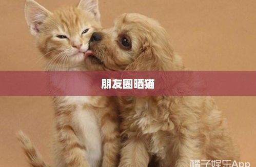 朋友圈晒猫引发争议，网络时代的宠物热潮与挑战