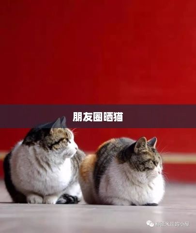 朋友圈晒猫引发争议，网络时代的宠物热潮与挑战