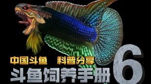 斗鱼喂食指南:选择最适合的饲料以保持活力!