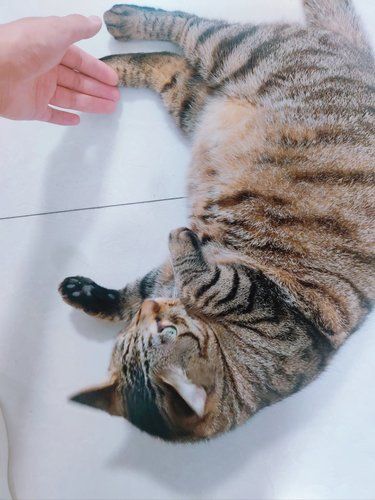 现在还有人养狸花猫吗？