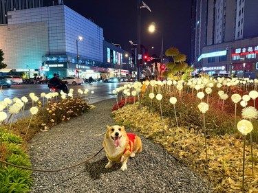 家人、宠物一起去溜圈