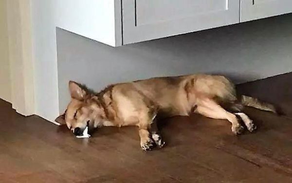 主人看见宠物狗狗口吐白沫，吓得赶紧查看，结果差点被气晕