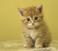 养宠物，你真的准备好了吗：做一个好主人必须做的准备