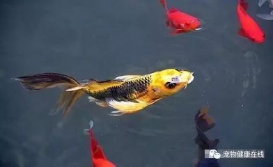 锦鲤日常护理要点（如何保持锦鲤鱼缸清洁,锦鲤饲料选择指南，锦鲤疾病预防措施）