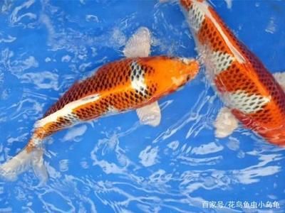 锦鲤日常护理要点（如何保持锦鲤鱼缸清洁,锦鲤饲料选择指南，锦鲤疾病预防措施）