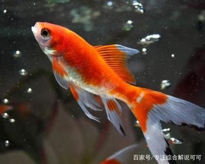 锦鲤日常护理要点（如何保持锦鲤鱼缸清洁,锦鲤饲料选择指南，锦鲤疾病预防措施）