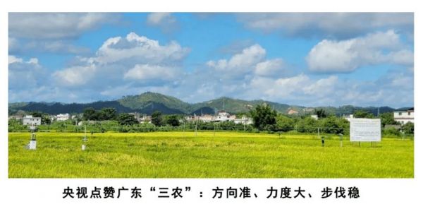 观赏鱼苗水质检测频率建议（新鱼缸初期水质检测对于维持观赏鱼苗的健康至关重要）