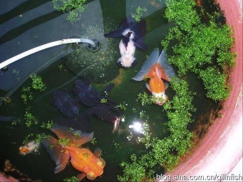 观赏鱼苗水质检测频率建议（新鱼缸初期水质检测对于维持观赏鱼苗的健康至关重要）