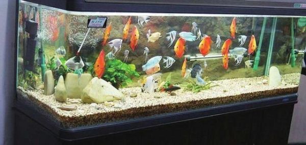 观赏鱼苗水质检测频率建议（新鱼缸初期水质检测对于维持观赏鱼苗的健康至关重要）