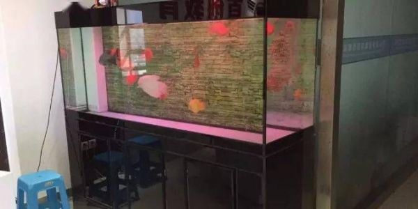 鱼缸一般使用寿命多久（如何维护延长鱼缸使用寿命） 龙鱼百科 第3张
