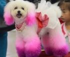 比熊犬不能吃什么东西