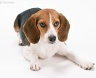 挑选比熊犬关键之优质条件