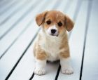 大白熊犬凶猛吗 与人亲密护主心强烈