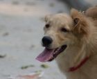大白熊犬几个月长大 该犬属于大型犬