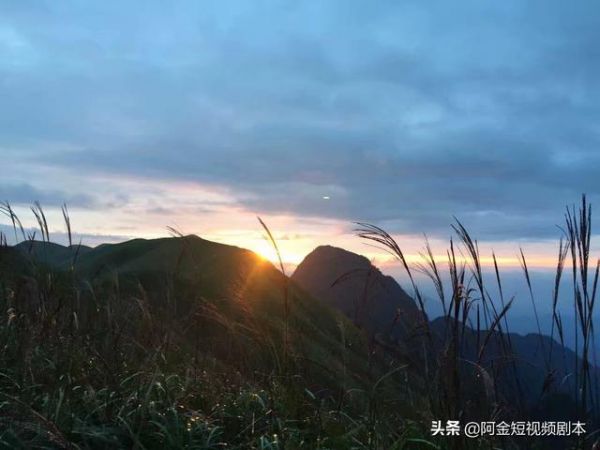 宠物萌物类阿金短视频脚本段子剧本台词范例抖音快手素材