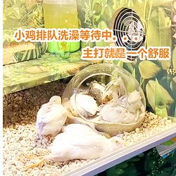 芦丁鸡洗澡神器驱虫除臭浴沙浴室宠物小鸡鹦鹉鸟除螨沐浴露专用品