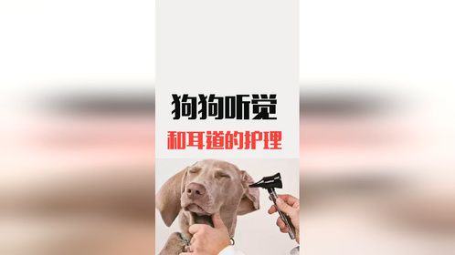 狗狗听觉和耳道的护理方法是怎样的？