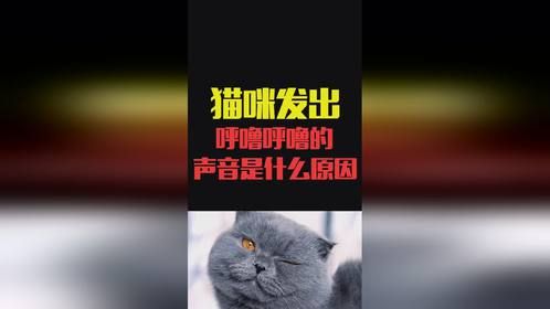 出现这种声音证明猫咪很愉悦