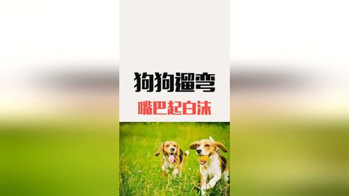 为什么狗狗外出遛弯时嘴巴总是有白色泡沫？