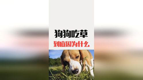 你家狗狗是不是也经常吃草呢？