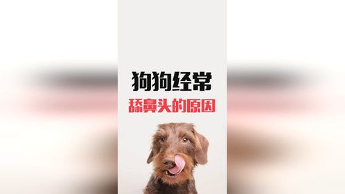 狗狗经常舔鼻头是什么原因？