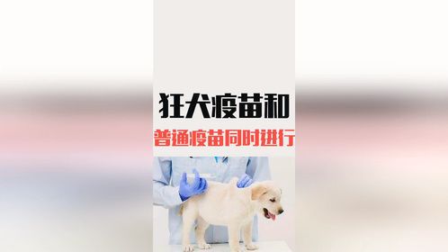 狗狗狂犬疫苗和普通疫苗能不能同时进行？