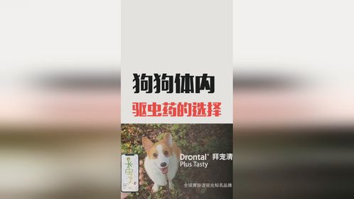 狗狗体内驱虫药该如何选择？