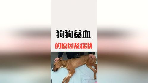 狗狗贫血的原因及症状是怎样的？