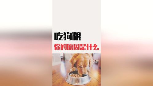 你们给狗狗吃狗粮的原因是啥？我是因为懒！