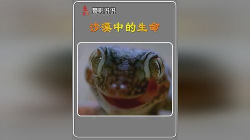 沙漠中的小动物都是靠着昆虫活着