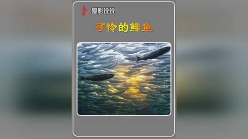 鲱鱼实在是太倒霉了，被一群动物围着吃