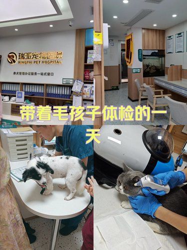 宠物健康问题一站式搞定