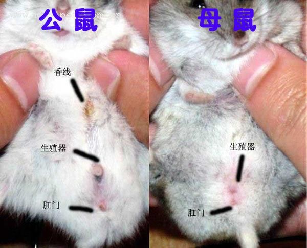 仓鼠的性别如何区分?用这个简单的方法助你分辨