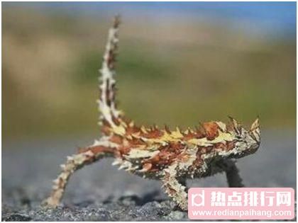 世界上最怪异的蜥蜴，澳洲魔蜥利用皮肤喝水