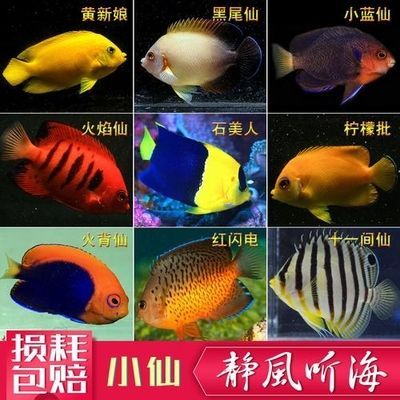 红色海水观赏鱼品种有哪些（红色海水观赏鱼的养殖秘籍） 速倍妥鱼粮鱼药 第1张