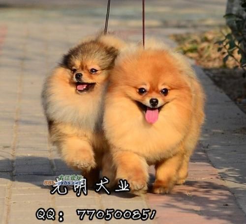 如何给你的博美犬治疗发烧（宠物健康管理）