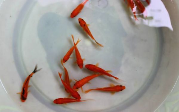 草金鱼为什么没人养