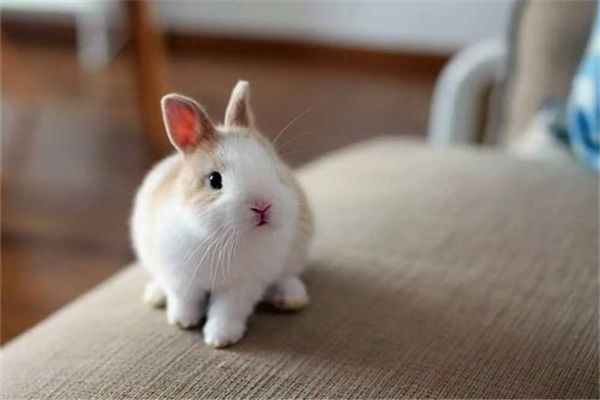 如何饲养训练褴褛猫