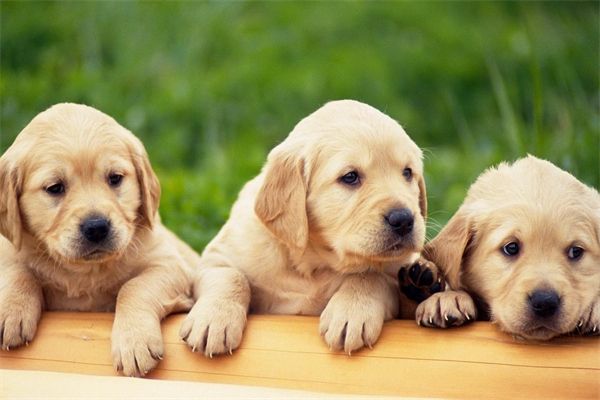 比格猎犬怎么饲养