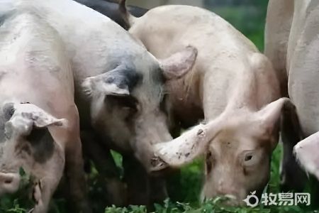 养猪的技巧怎么养呀