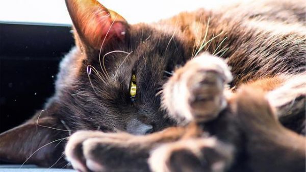 每日十张，超清可爱猫咪壁纸（三）