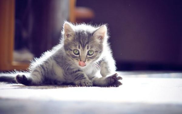 每日十张，超清可爱猫咪壁纸（三）