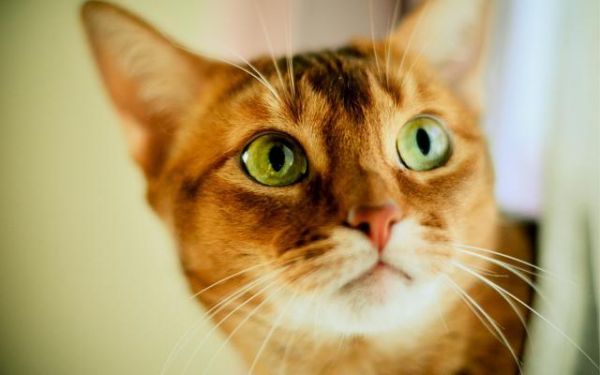 每日十张，超清可爱猫咪壁纸（三）